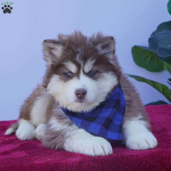 Cash, Siberian Husky Puppy