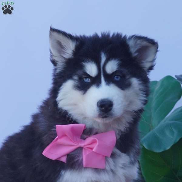 Buffy, Siberian Husky Puppy