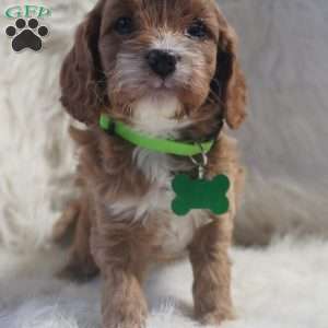 Snoopy, Cavapoo Puppy