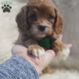 Snoopy, Cavapoo Puppy