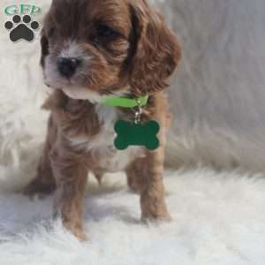Snoopy, Cavapoo Puppy