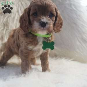 Snoopy, Cavapoo Puppy