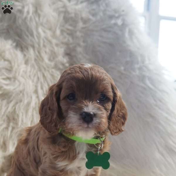 Snoopy, Cavapoo Puppy