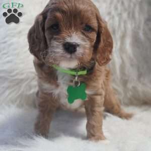 Snoopy, Cavapoo Puppy