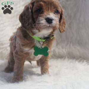 Snoopy, Cavapoo Puppy