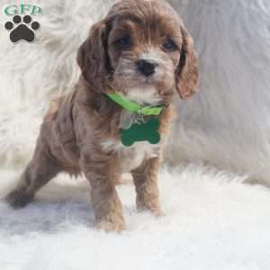 Snoopy, Cavapoo Puppy