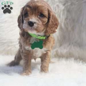 Snoopy, Cavapoo Puppy