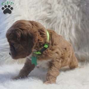 Snoopy, Cavapoo Puppy
