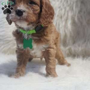 Snoopy, Cavapoo Puppy