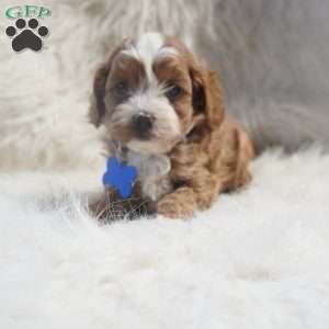 Slater, Cavapoo Puppy