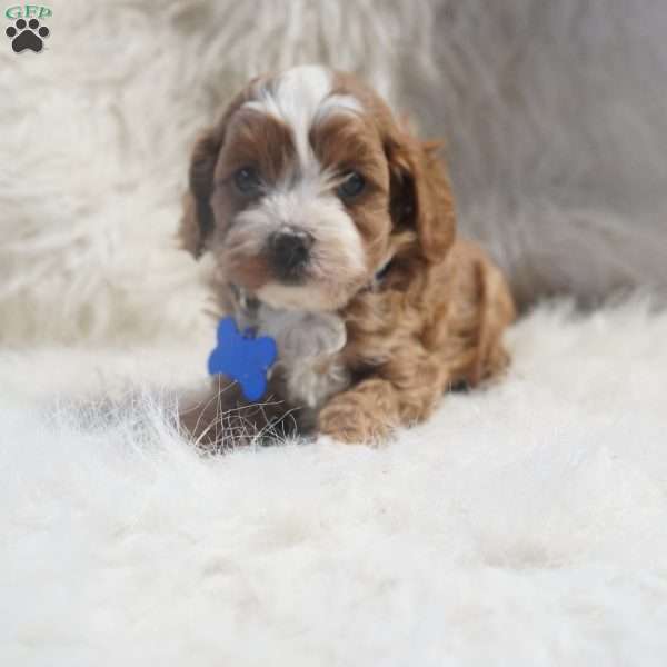 Slater, Cavapoo Puppy