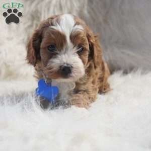 Slater, Cavapoo Puppy