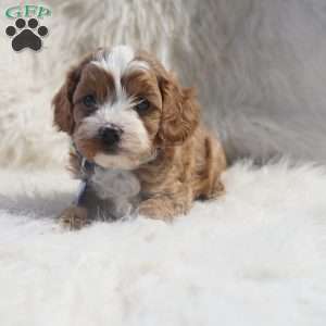 Slater, Cavapoo Puppy