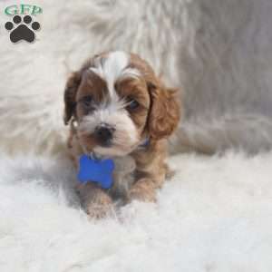 Slater, Cavapoo Puppy