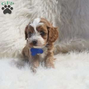 Slater, Cavapoo Puppy