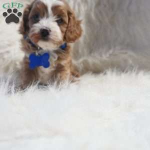 Slater, Cavapoo Puppy