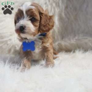 Slater, Cavapoo Puppy