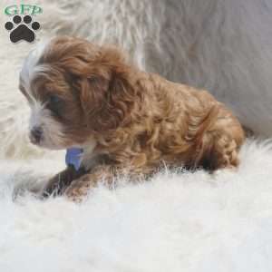 Slater, Cavapoo Puppy