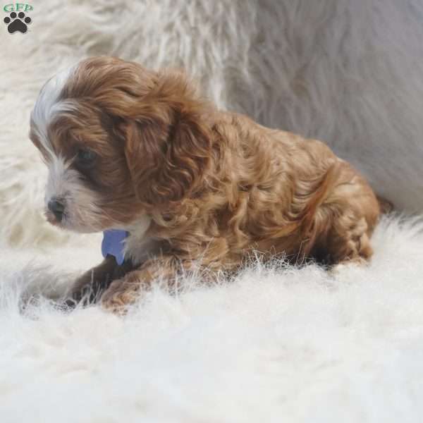Slater, Cavapoo Puppy