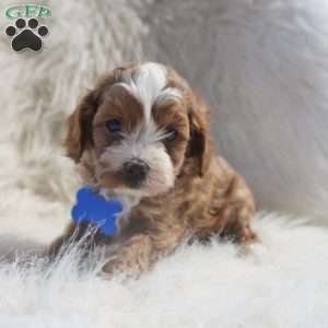 Slater, Cavapoo Puppy