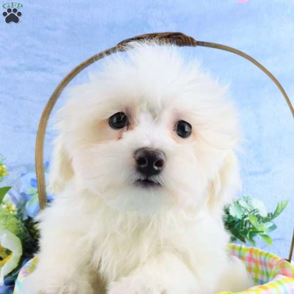 Coconut, Maltipoo Puppy