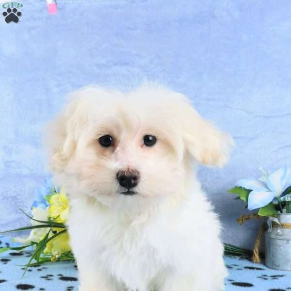 Custard, Maltipoo Puppy