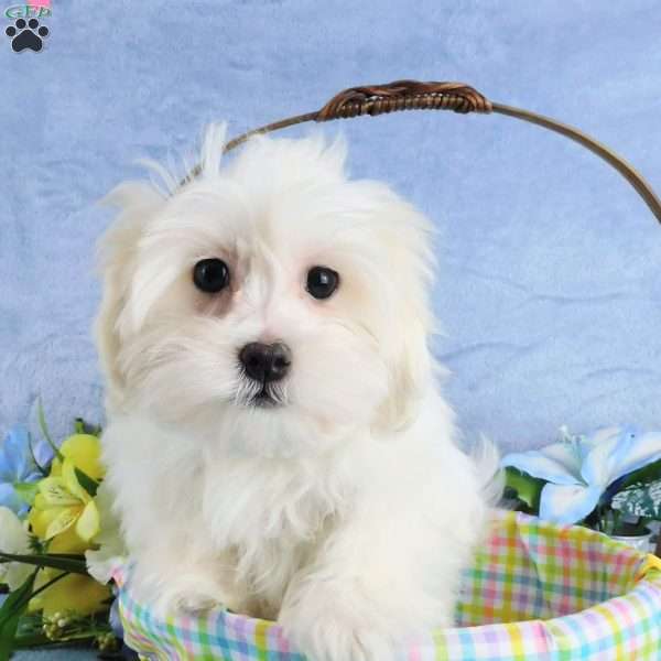 Crisco, Maltipoo Puppy