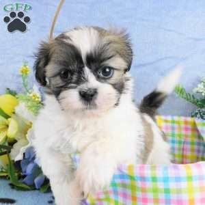 Bruiser, Shih Tzu Puppy