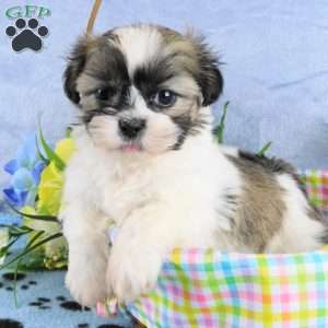 Bruiser, Shih Tzu Puppy