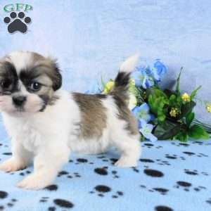 Bruiser, Shih Tzu Puppy