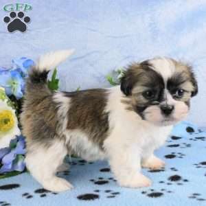 Bruiser, Shih Tzu Puppy