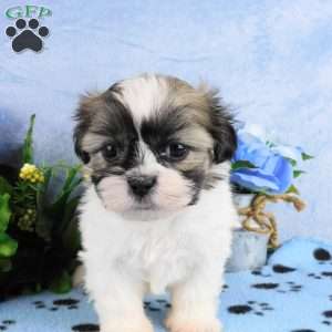 Bruiser, Shih Tzu Puppy