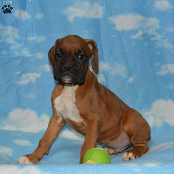 Tyson, Boxer Puppy