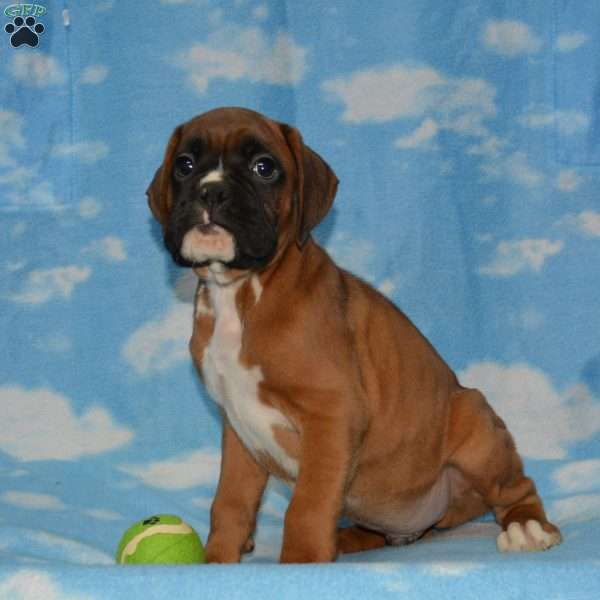 Atos, Boxer Puppy