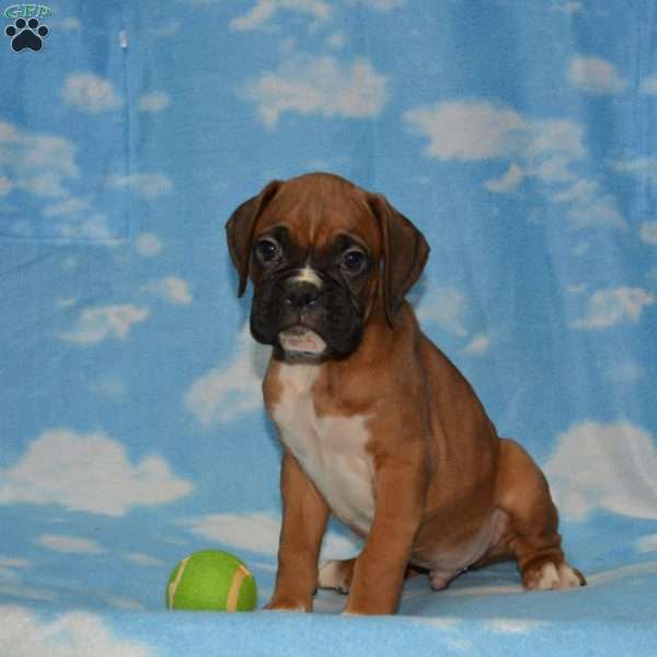 Partos, Boxer Puppy