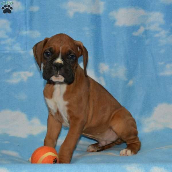 Aramis, Boxer Puppy