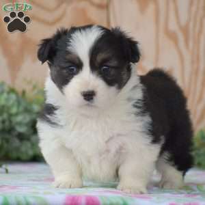 Lydia, Pembroke Welsh Corgi Puppy