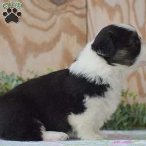 Lydia, Pembroke Welsh Corgi Puppy