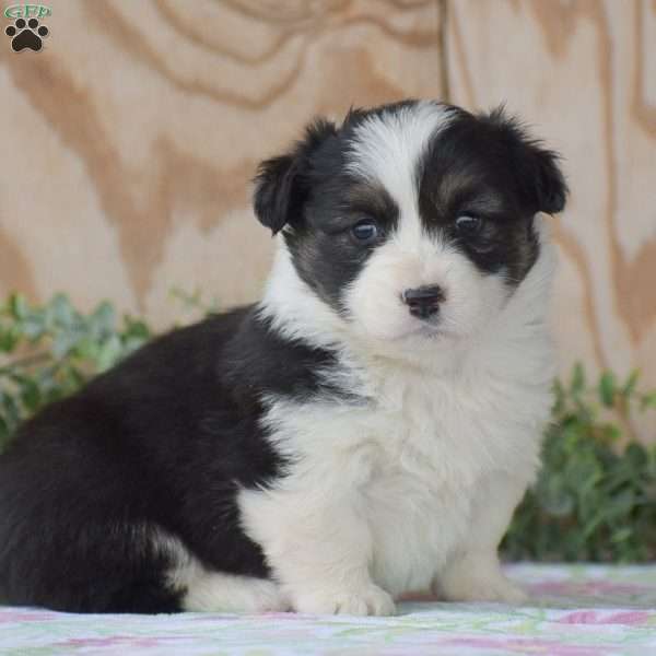 Lydia, Pembroke Welsh Corgi Puppy