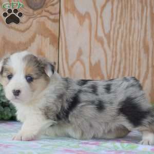 Loretta, Pembroke Welsh Corgi Puppy