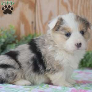Loretta, Pembroke Welsh Corgi Puppy
