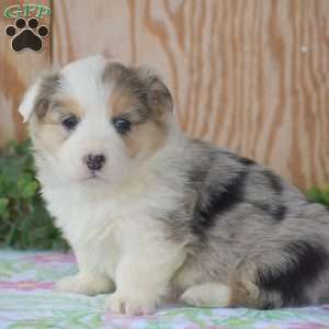 Loretta, Pembroke Welsh Corgi Puppy