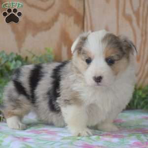 Loretta, Pembroke Welsh Corgi Puppy