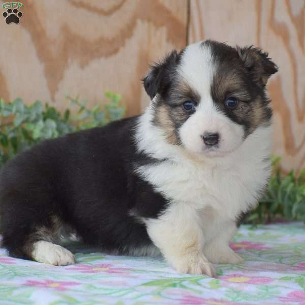 Lucille, Pembroke Welsh Corgi Puppy