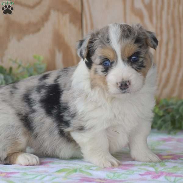 Legend, Pembroke Welsh Corgi Puppy