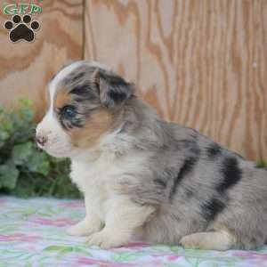 Legend, Pembroke Welsh Corgi Puppy