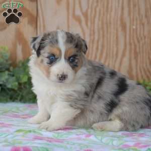 Legend, Pembroke Welsh Corgi Puppy