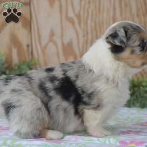 Legend, Pembroke Welsh Corgi Puppy