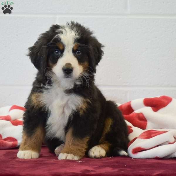Daisy, Bernese Mountain Dog Puppy