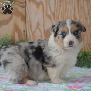 Legend, Pembroke Welsh Corgi Puppy